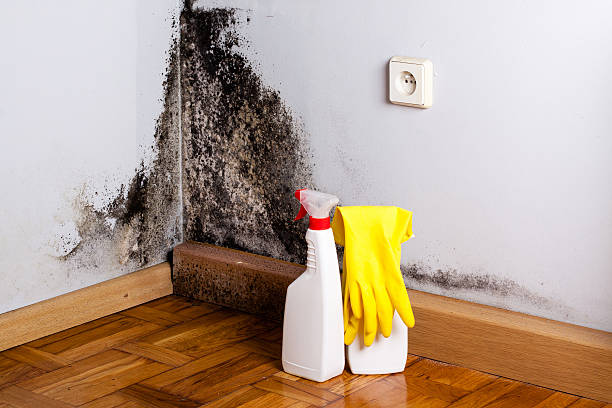 Best Mold Remediation for Vacation Homes  in Saratoga, WY